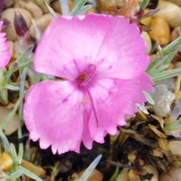 Dianthus 'Whatfield Magenta'